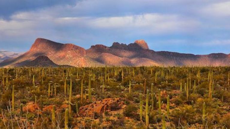 Saguaro National Park West and East