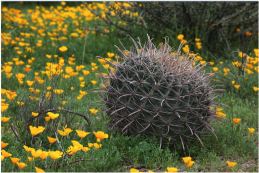Arizona-Sonora Desert Museum