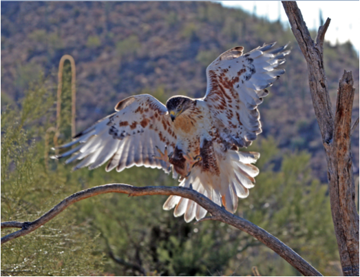 Arizona-Sonora Desert Museum