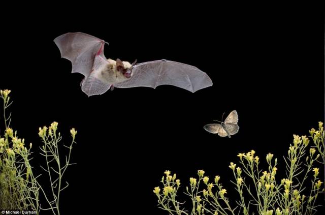 Creatures of the Night