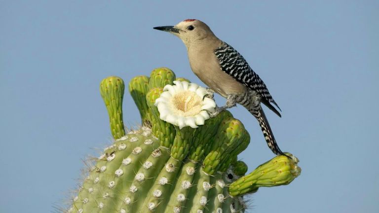 Tucson Audubon Society