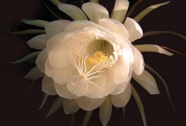 Join Bloom Watch and Experience Bloom Watch